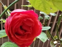 -昆明花之城豪生酒店·美食广场