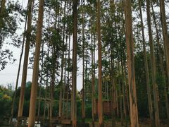 -桉树林A coffee 森林餐厅(三圣乡店)
