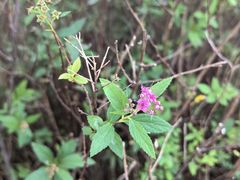 -上海滨江森林公园