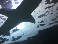 -悉尼海洋生物水族馆