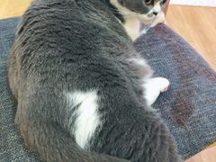 -滚猫咖啡·猫咖·猫友好撸猫(未来城店)