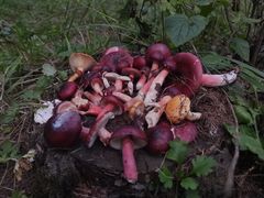 -塞罕坝国家级自然保护区