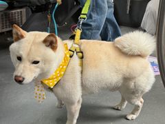 -帕帕拉兹宠物(亚洲旗舰店)