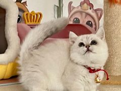 -糯米喵星人总部直营旗舰店·猫舍·幼猫出售
