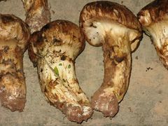 -易门野生菌府·菌海森林(月牙潭公园店)