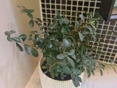 -长白山万达锦华套房酒店