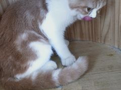-Let's go狗咖·猫咖·奶狗·桌游(春熙路IFS店)