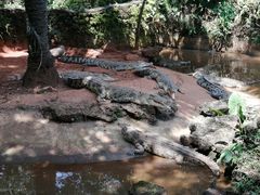 -海南热带野生动植物园