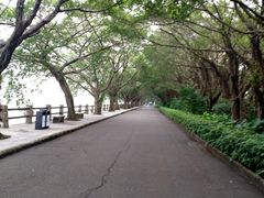 -大湾区中央湿地公园