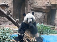 -成都动物园