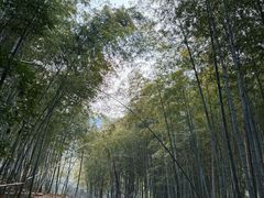 -北仑森林植物园