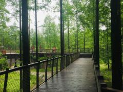 -黄海国家森林公园