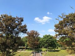 -贡湖湾湿地公园