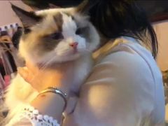 -Bastet sally猫舍购宠(静安店)