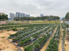 -光明小镇欢乐田园