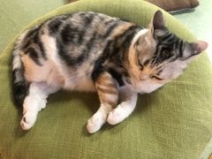 -猫和宫(六道口店)