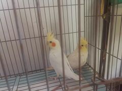 -明明手养鹦鹉(堤角花鸟宠物大世界店)