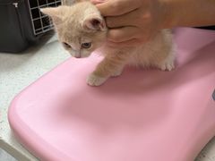 -瑞鹏宠物医院·普外科·影像科·皮肤科(城市山谷分院)