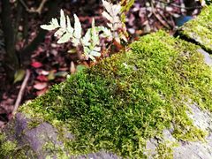 -杭州半山国家森林公园