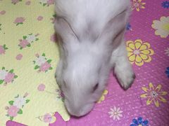 -伟伟宠物医院·CT影像中心·瑞派犬猫综合性门诊(汉口总院)