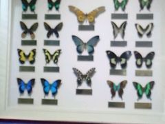 -上海昆虫博物馆