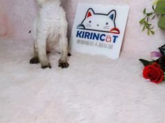 -十年猫舍·猫咪专门店(普陀店)