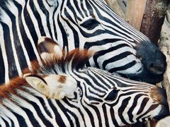 -泉州海丝野生动物世界