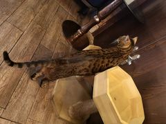 -more than meow吴止猫主题餐厅(承德 中船汇店)