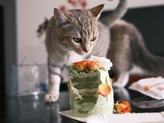-芒果与甜纯动物奶油蛋糕&甜品台定制