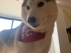 -Husky Go! 哈士奇体验馆·宠物咖啡厅狗咖
