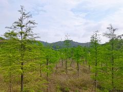 -东莞市大岭山森林公园