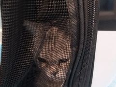 -纳吉亚猫专科动物医院·北北分院