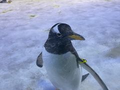 -芜湖新华联大白鲸海洋公园