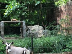 -清迈夜间动物园