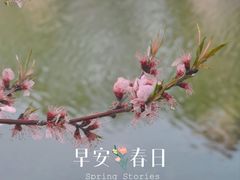 -桃花堤公园