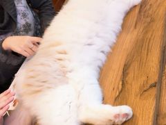 -李小姐の猫咖啡馆(五角场店)