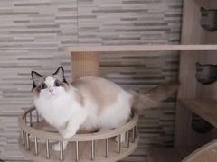 -Bastet sally猫舍购宠(静安店)
