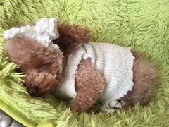 -爱侣宠医·鹦鹉专科·小型哺乳类·异宠专科(灵石路店)