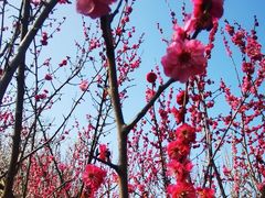 -蜀冈西峰生态公园