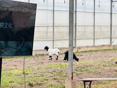 -九善农植有机生活农场