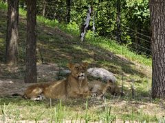 -北京野生动物园