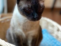 -猫友咖啡店(玉林西路店)