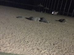-碧海金沙