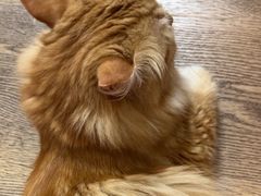 -MOCHA明星猫咖(田子坊店)