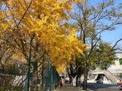 -三里屯东五街银杏大道
