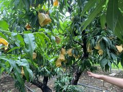 -老袁家蜜桃农场·阳山水蜜桃