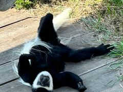 -大连森林动物园