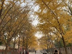 -三里屯东五街银杏大道