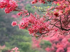 -木兰云雾山