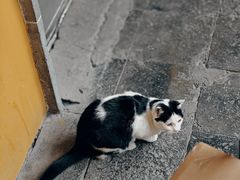 -龙华素斋(龙华路店)